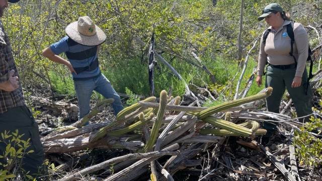 Secret 'sky island' rainforest saved by new discoveries